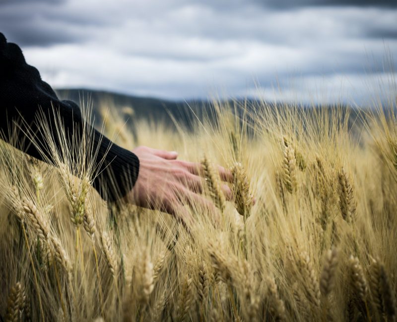 pexels-giuseppe-russo-2228306